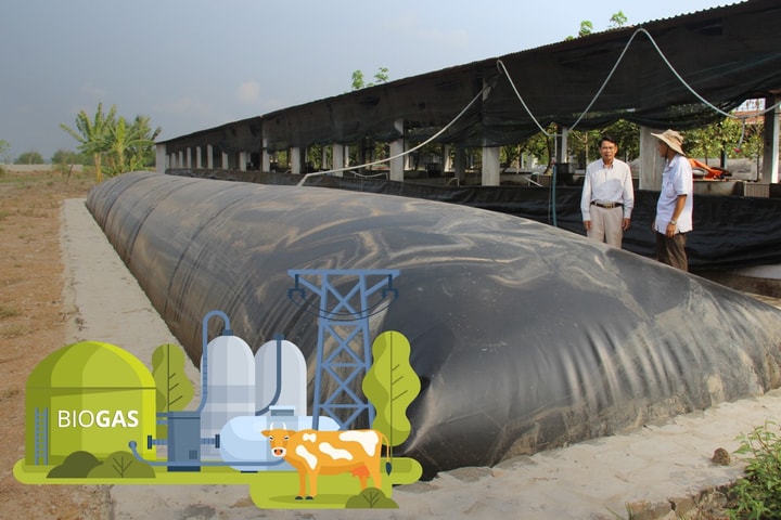Biến chất thải chăn nuôi thành điện năng Hầm biogas - "Chìa khóa vàng" cho nông nghiệp sạch