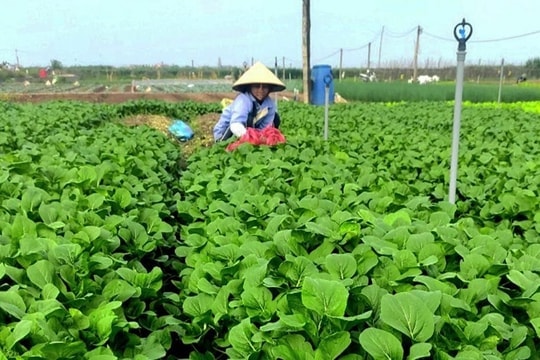 Chống khô hạn cho cây bằng vật liệu giữ nước từ vỏ tôm