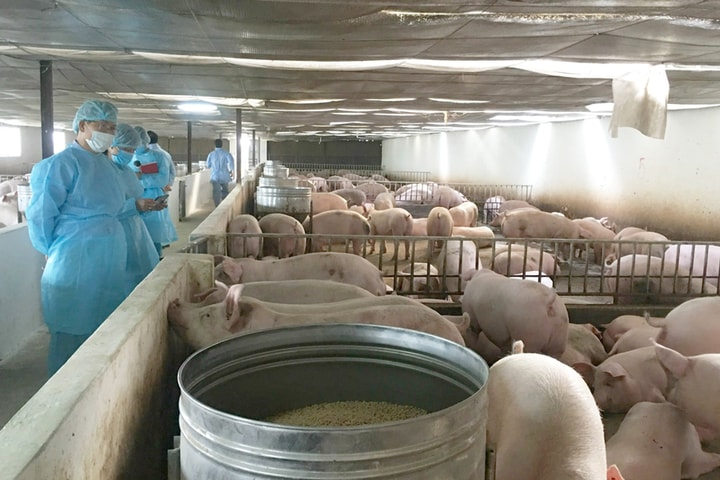 Chăn nuôi lợn sinh học: Mô hình nhỏ, giá trị lớn