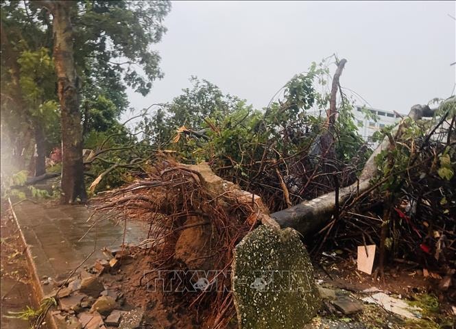 Giải cứu 6 người bị mắc kẹt do cây xanh đổ đè lên ô tô 7 chỗ ở Đà Nẵng