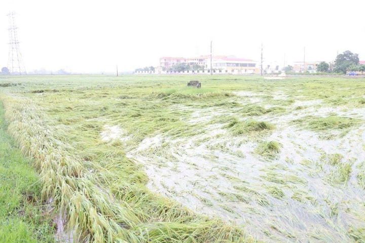 Nước sông Tích vượt báo động 2, xã Kiều Phú tập trung ứng phó mưa lũ