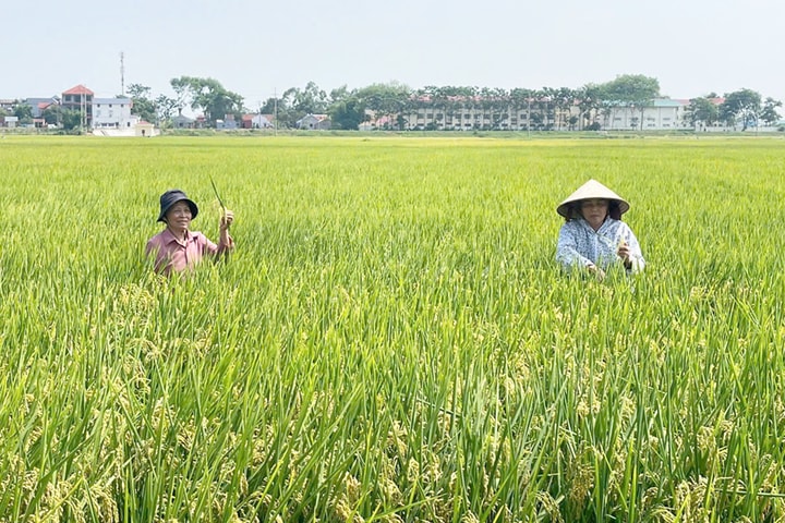 Phát triển vùng lúa chất lượng cao hướng tới xuất khẩu