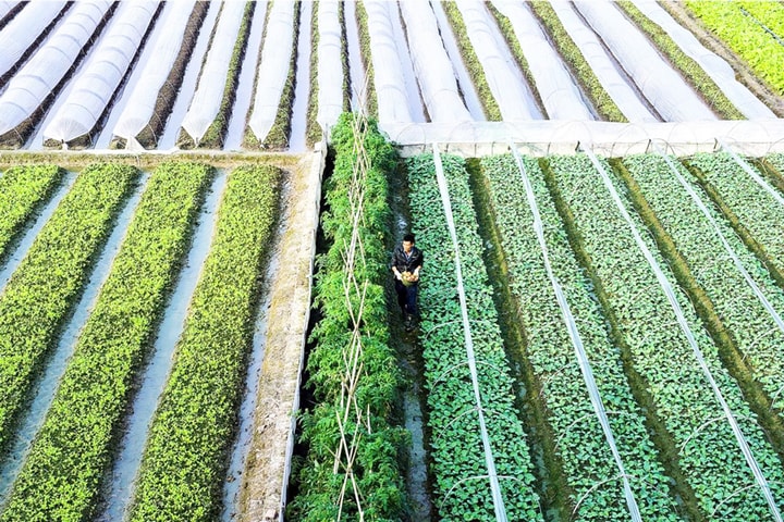 Phúc Thịnh khai mở vành đai nông nghiệp ven sông