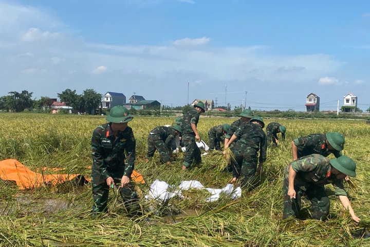 260 cán bộ, chiến sĩ công an, quân đội giúp nhân dân xã Trần Phú gặt lúa