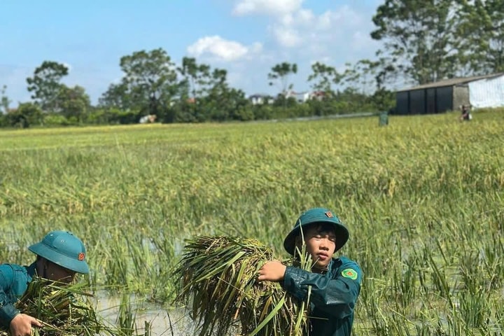 Hà Nội: Xã Trần Phú huy động 260 cán bộ, chiến sĩ giúp dân gặt lúa tránh bão