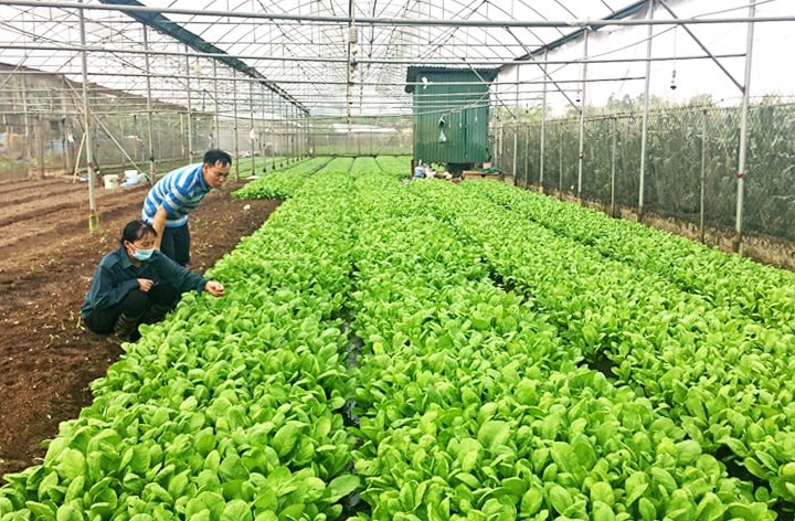 Tăng tốc sản xuất nông nghiệp cuối năm