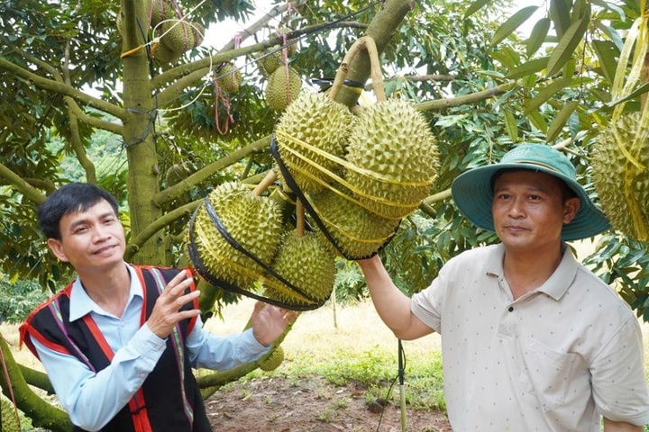 Quảng Ngãi “Lão nông” với ước mơ đổi đời trên vùng đất khó