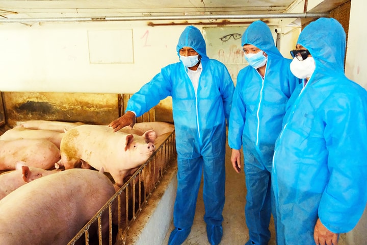 Phát triển chăn nuôi an toàn, gắn sản xuất với tiêu thụ