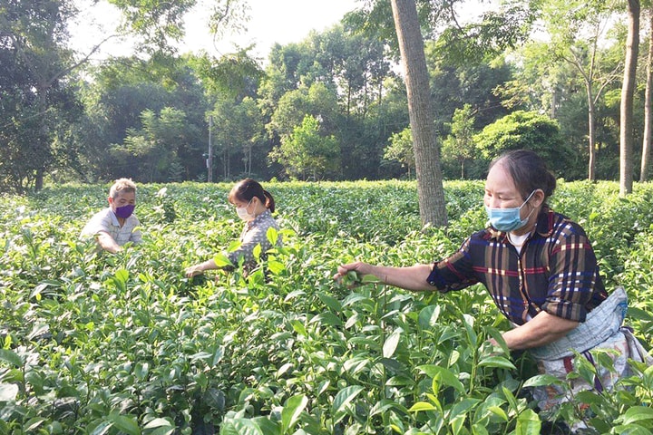 Hà Nội đánh thức “vàng xanh” từ vùng chè chất lượng cao