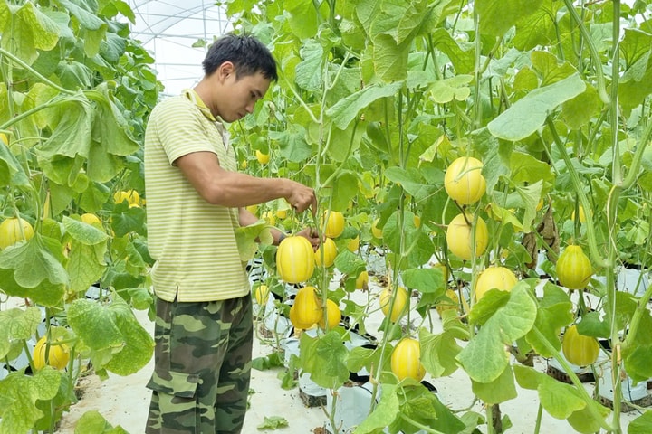 Nông dân Tùng Thiện phát triển sản xuất nông nghiệp an toàn