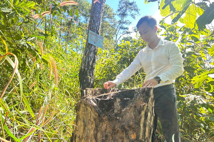 Quảng Ngãi: Rừng thông hàng chục năm tuổi có dấu hiệu bị "bức tử"
