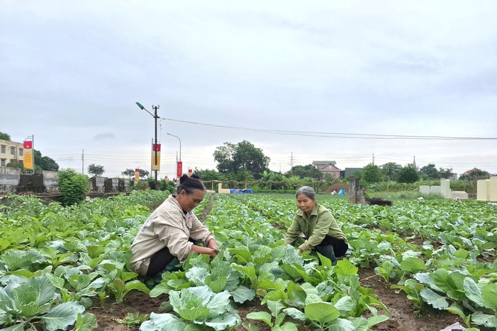 Xã Phúc Lộc triển khai kế hoạch sản xuất vụ đông