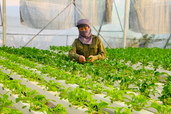 Sản xuất nông sản an toàn: Nâng tầm chất lượng, vươn ra thế giới