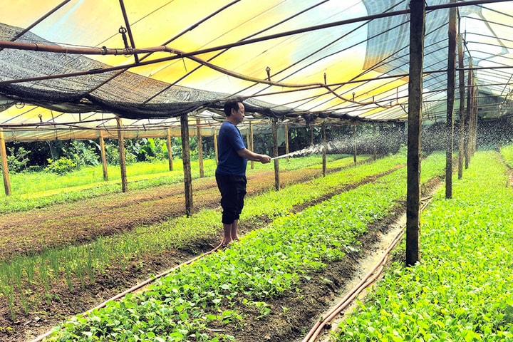 Nông dân Đoài Phương tích cực chuyển đổi cơ cấu cây trồng, cho hiệu quả kinh tế cao