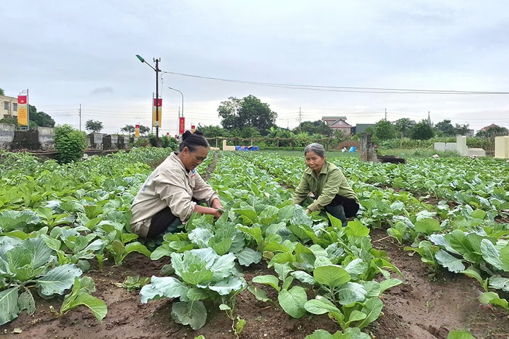 Phúc Lộc dồn sức cho vụ đông