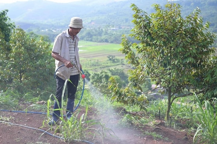 Nhân rộng mô hình canh tác giảm phát thải khí mê-tan