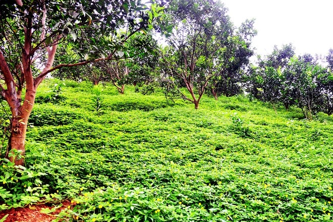 Trồng cây che phủ - giải pháp tự nhiên giảm phát thải khí metan