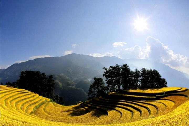 Mãn nhãn với mùa vàng rực rỡ ở Mù Cang Chải