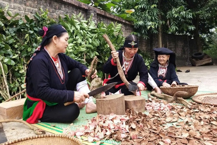 Từ lá thuốc người Dao, nghĩ về công tác dân tộc và tri thức bản địa