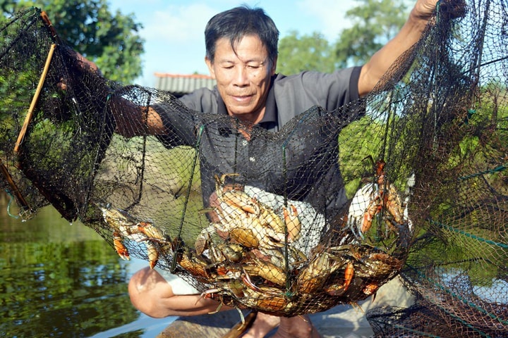 Hương rừng vị biển hòa quyện trong Ngày hội Cua Cà Mau 2025