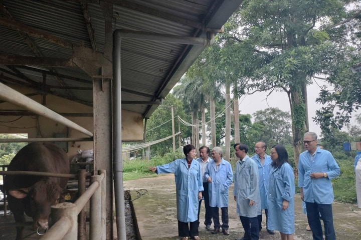 Lai tạo bò BBB và Senepol: Bước đột phá giúp Việt Nam làm chủ nguồn giống thịt cao sản