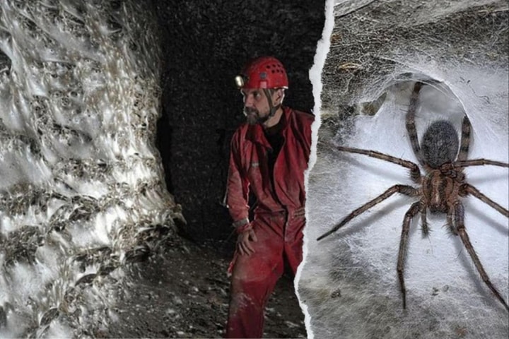 Phát hiện mạng nhện lớn nhất thế giới, có hơn 110.000 con