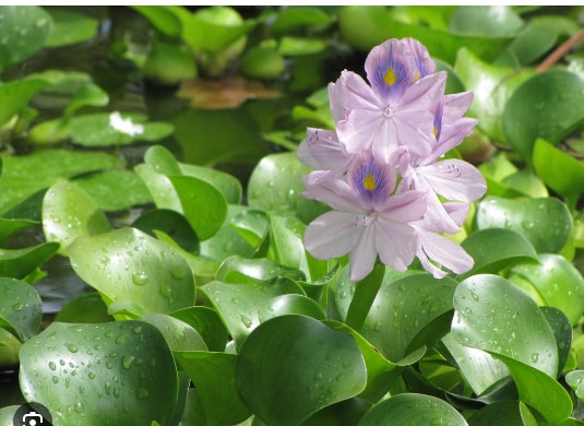 Đông Mỹ phát triển kinh tế xanh từ bèo tây