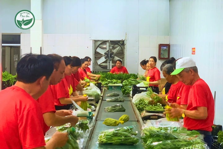 Hành trình làm nên thương hiệu rau an toàn chất lượng cao