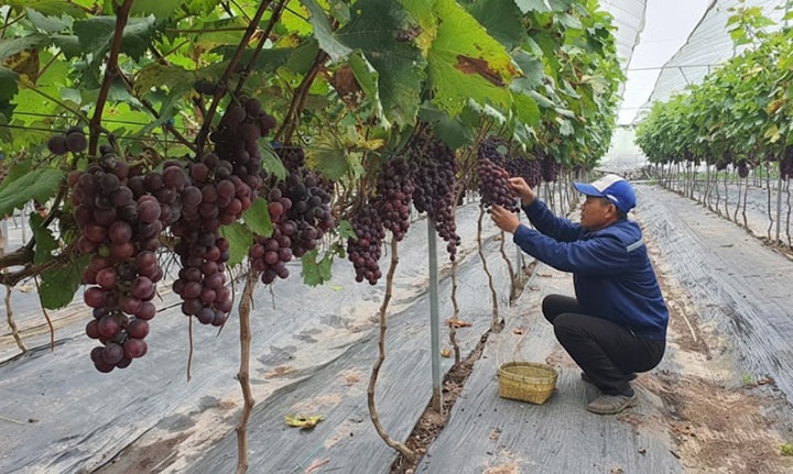 Trái ngọt từ sản xuất nông nghiệp theo hướng hữu cơ tại Hưng Đạo