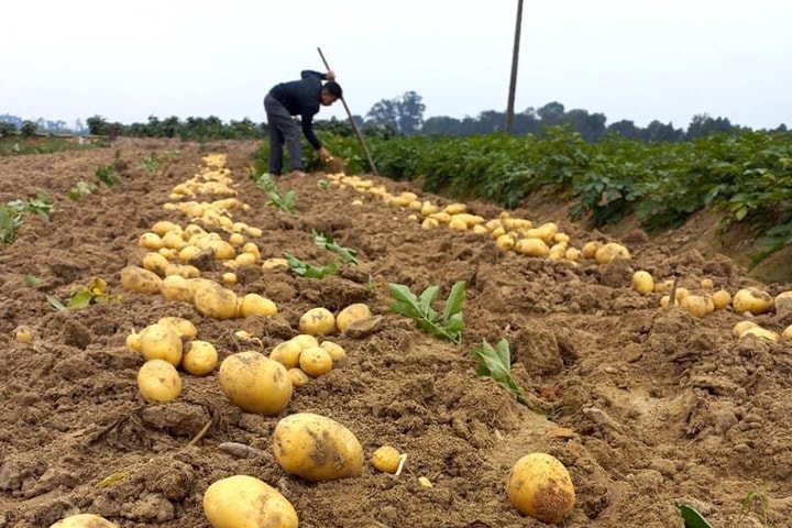 Đông Anh thúc đẩy chuyển dịch cơ cấu kinh tế