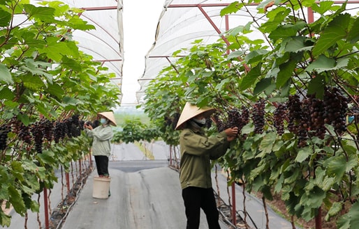 Phát triển nông nghiệp tại Hà Nội: Hài hòa giữa kinh tế, sinh thái và đô thị