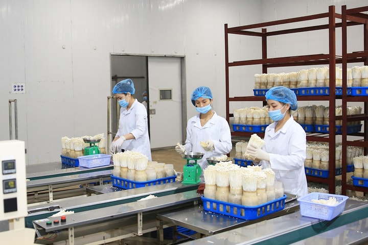 Ngành Nông nghiệp Hà Nội ứng dụng công nghệ số: Cần thêm động lực từ chính sách