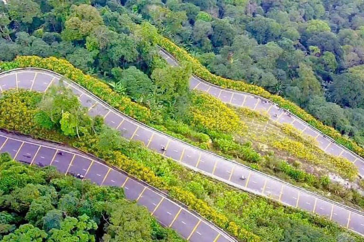 Rực sắc dã quỳ, du khách nườm nượp đổ về Ba Vì