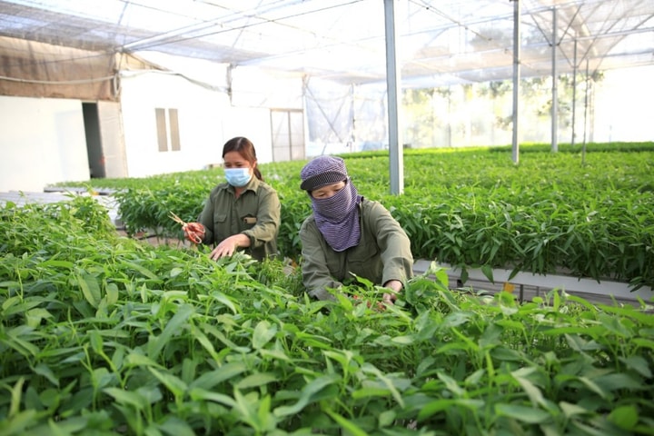 Hà Nội triển khai quy định về xây dựng tại vùng nông nghiệp tập trung