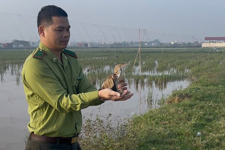 Hà Nội ngăn chặn nạn săn bắt chim hoang dã