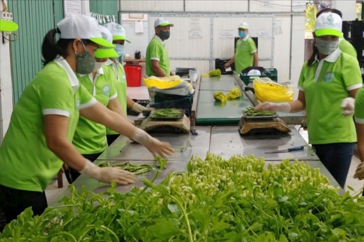 Liên kết sản xuất rau an toàn - giải bài toán "được mùa, mất giá"
