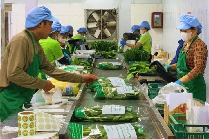 Hợp tác xã Rau quả sạch Chúc Sơn - điểm sáng với vùng sản xuất hơn 30ha VietGAP