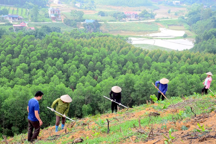 Doanh nghiệp đồng hành bảo vệ rừng ở Hà Nội
