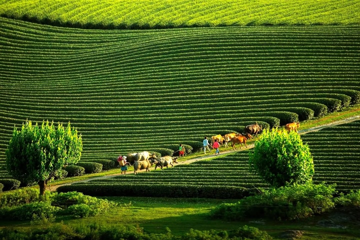 Việt Nam lần thứ 6 là Điểm đến Di sản hàng đầu thế giới năm 2025