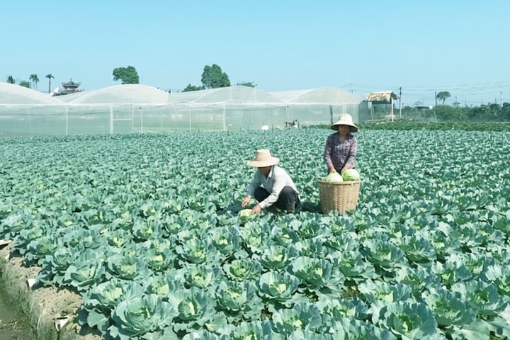 Người tiêu dùng ưa chuộng rau an toàn Văn Đức