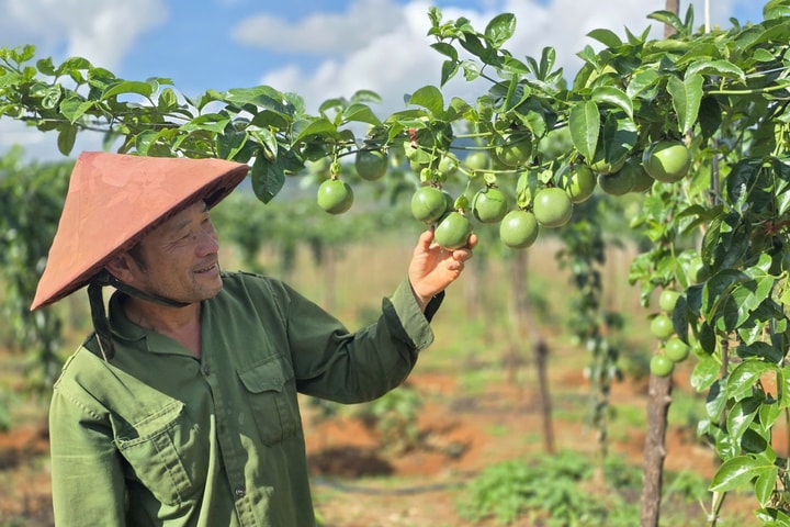 Chanh leo Việt Nam bứt phá, hướng tới ngành hàng tỷ đô