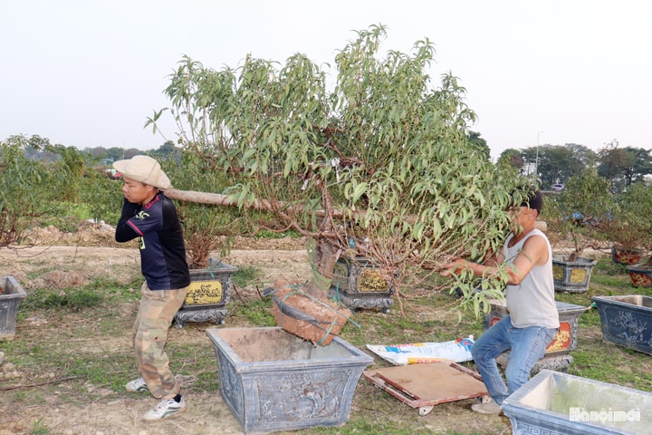 Hà Nội: Vườn đào, cúc, thược dược tất bật cho vụ Tết