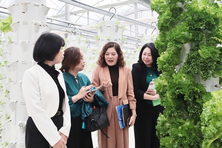 Chuỗi rau sạch V-Garden: Mở hướng phát triển nông nghiệp hiện đại