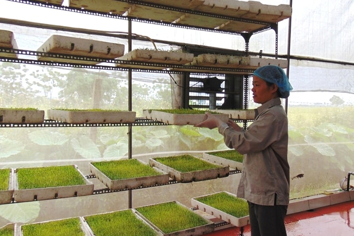 “Đòn bẩy” cho trồng trọt thông minh