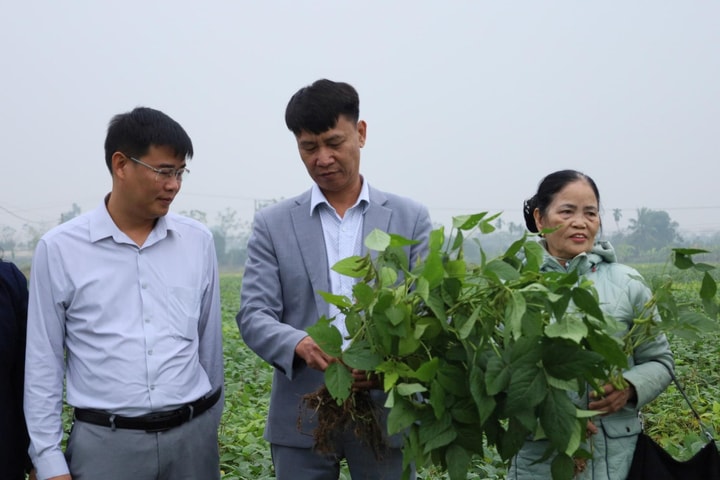 Kinh tế tập thể trong nông nghiệp - nền tảng vững chắc cho nông dân vươn lên ở Thủ đô