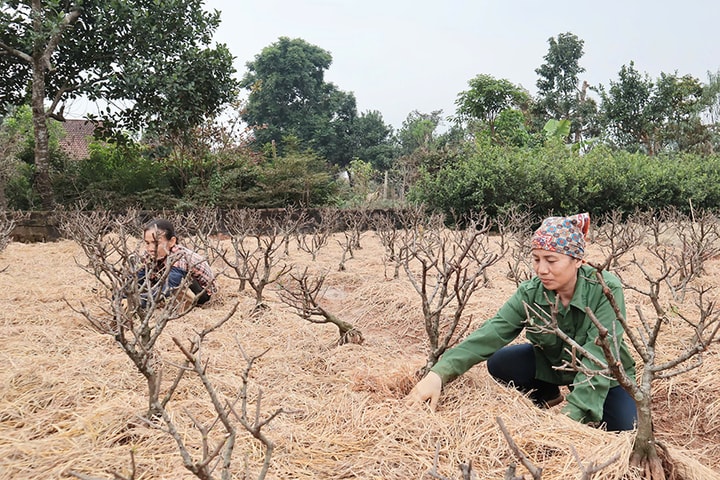 “Cây thoát nghèo” nở hoa trên đất An Hòa