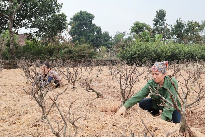 Tin tức đặc biệt trên báo in Hànộimới ngày 23-12-2025