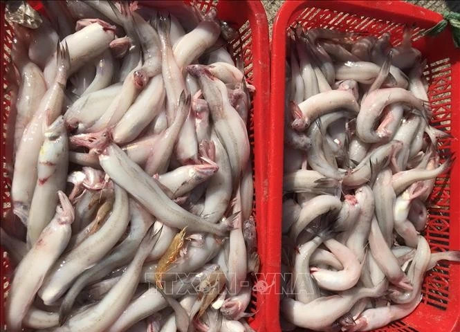 Phát hiện, thu giữ gần 10 tấn cá khoai sử dụng chất cấm để bảo quản