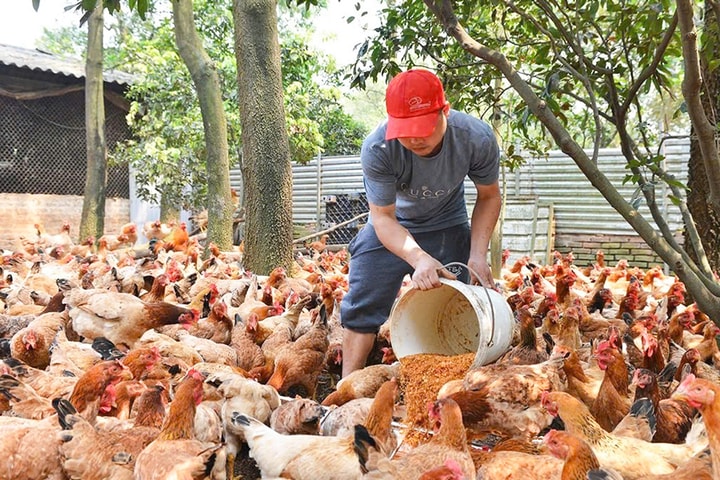 Chủ động kiểm soát ô nhiễm môi trường trong chăn nuôi