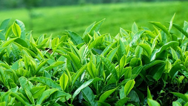 Bộ Công Thương: Khắc phục ách tắc gần 500 container chè tại Pakistan